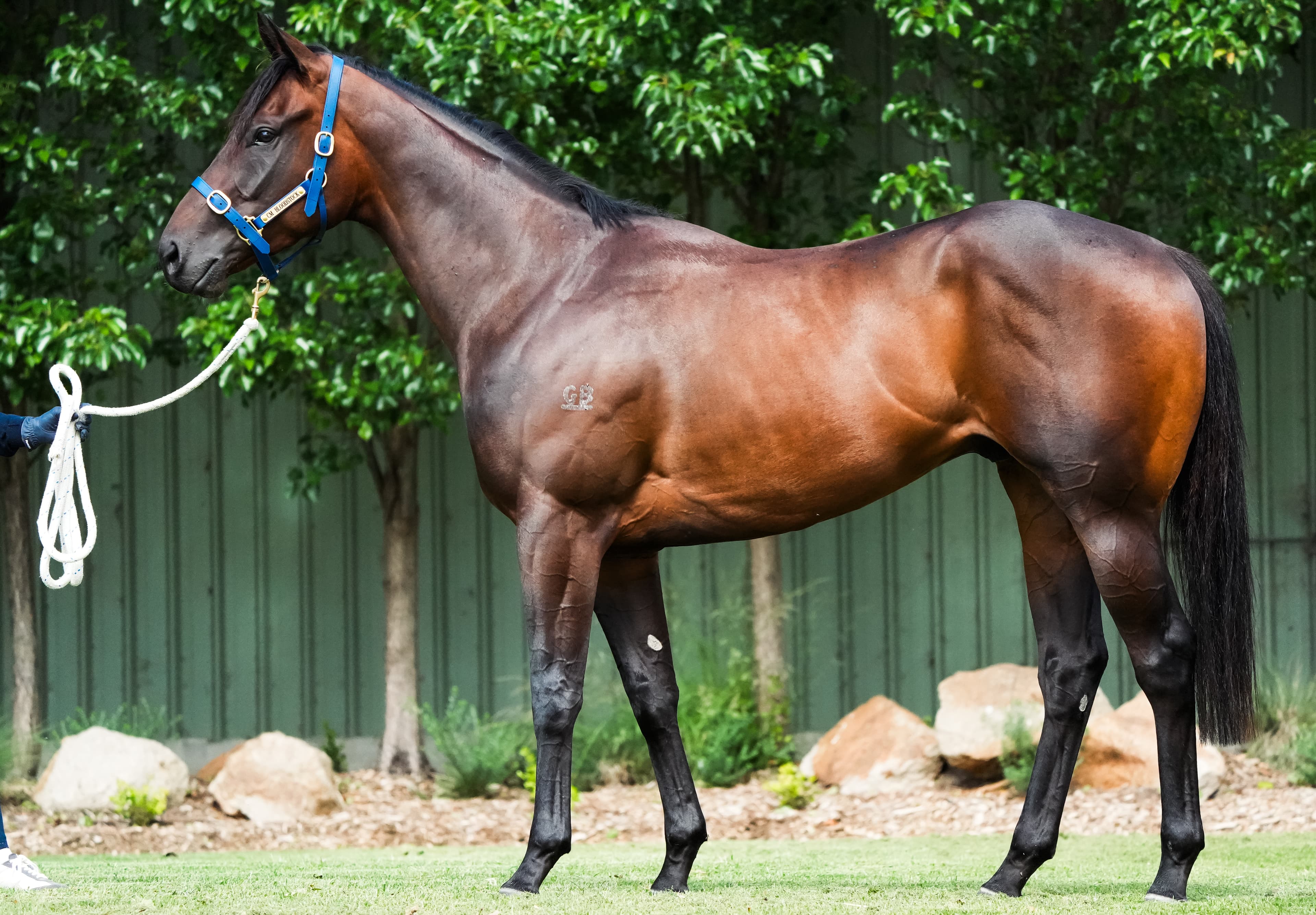 Bloodstock Media
